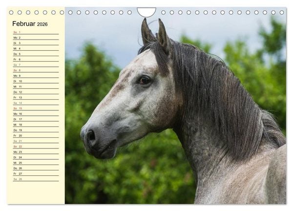 Produktbild: Traumpferd Lipizzaner (Wandkalender 2026 DIN A4 quer), CALVENDO Monatskalender