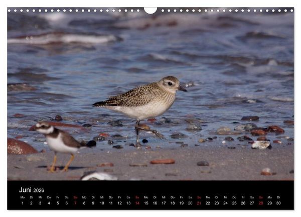 Produktbild: Limikolen Watv&ouml;gel auf dem Zug (Wandkalender 2026 DIN A3 quer), CALVENDO Monatskalender