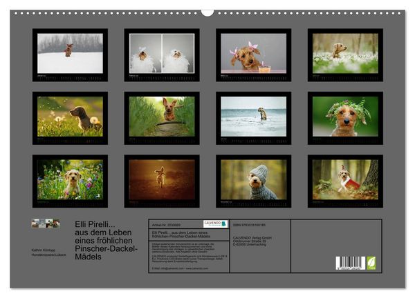 Produktbild: Elli Pirelli... aus dem Leben eines fr&ouml;hlichen Pinscher-Dackel-M&auml;dels (Wandkalender 2026 DIN A2 quer), CALVENDO Monatskalender