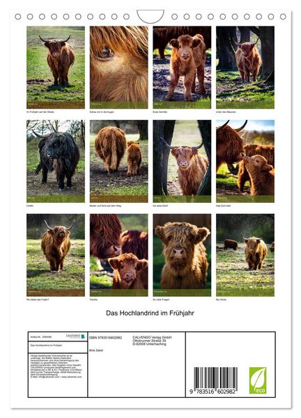 Produktbild: Das Hochlandrind im Fr&uuml;hjahr (Wandkalender 2026 DIN A4 hoch), CALVENDO Monatskalender
