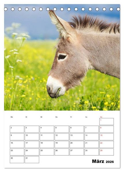 Produktbild: S&uuml;&szlig;e Esel. Langohren zum Verlieben (Tischkalender 2026 DIN A5 hoch), CALVENDO Monatskalender