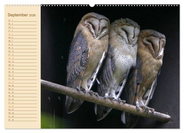 Produktbild: Eulen (Wandkalender 2026 DIN A2 quer), CALVENDO Monatskalender