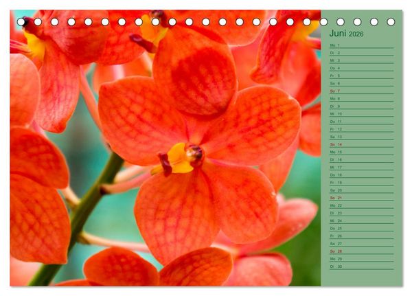 Produktbild: Farbzauber Natur Orchideen - CH Version (Tischkalender 2026 DIN A5 quer), CALVENDO Monatskalender