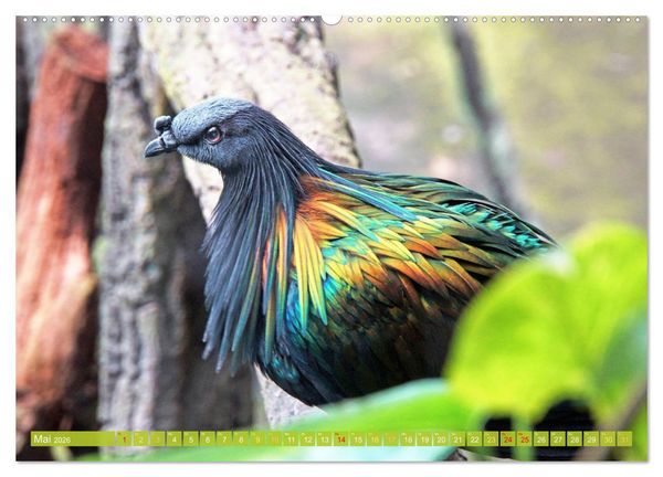 Produktbild: Tauben rund um die ganze Welt (Wandkalender 2026 DIN A2 quer), CALVENDO Monatskalender