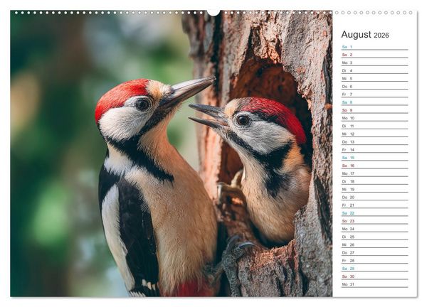Produktbild: Waldgefl&uuml;ster (hochwertiger Premium Wandkalender 2026 DIN A2 quer), Kunstdruck in Hochglanz