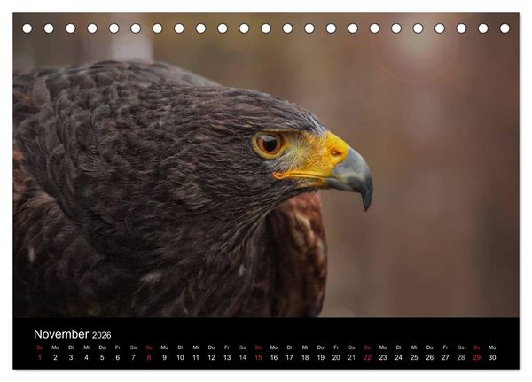 Produktbild: Raubv&ouml;gel zum Greifen nahe (Tischkalender 2026 DIN A5 quer), CALVENDO Monatskalender