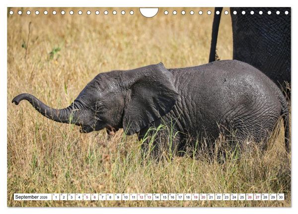 Produktbild: Elefanten-Traum - Herzenssache Afrika (Wandkalender 2026 DIN A4 quer), CALVENDO Monatskalender