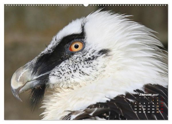 Produktbild: GEIERPORTR&Auml;TS (hochwertiger Premium Wandkalender 2027 DIN A2 quer), Kunstdruck in Hochglanz