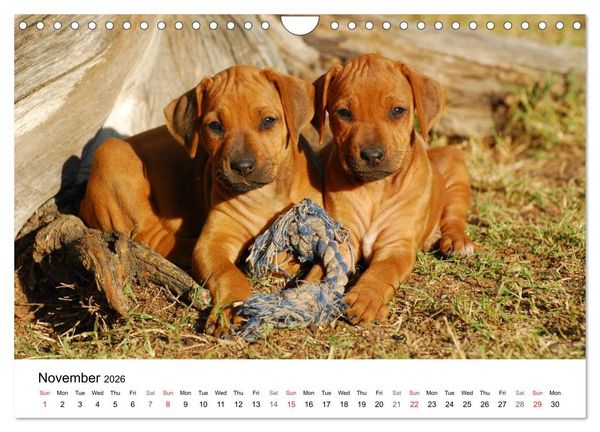 Produktbild: Rhodesian Ridgeback Puppies (Wall Calendar 2026 DIN A4 landscape), CALVENDO 12 Month Wall Calendar
