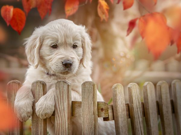 Produktbild: CALVENDO Puzzle Golden Retriever - Sweet Puppy von Martina Wrede 1000 Teile Lege-Gr&ouml;&szlig;e 64 x 48 cm Foto-Puzzle Bild von Martina Wrede