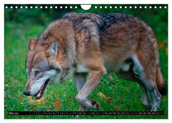 Produktbild: W&ouml;lfe - sie sind wieder da (Wandkalender 2026 DIN A4 quer), CALVENDO Monatskalender