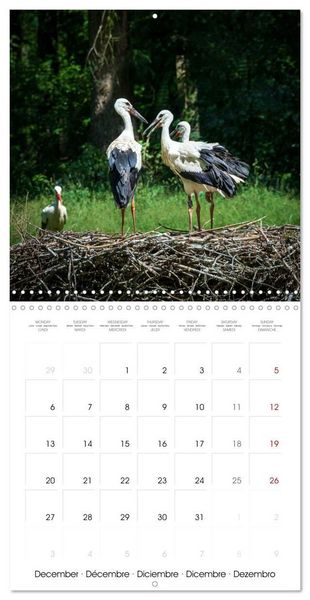 Produktbild: Whispers of Wings (Wall Calendar 2027 12 &times; 12 Inch) CALVENDO 12 Month Wall Calendar