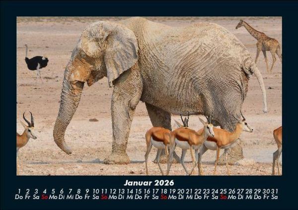 Produktbild: Elefanten - Die sanften Riesen Afrikas 2026 Fotokalender DIN A5