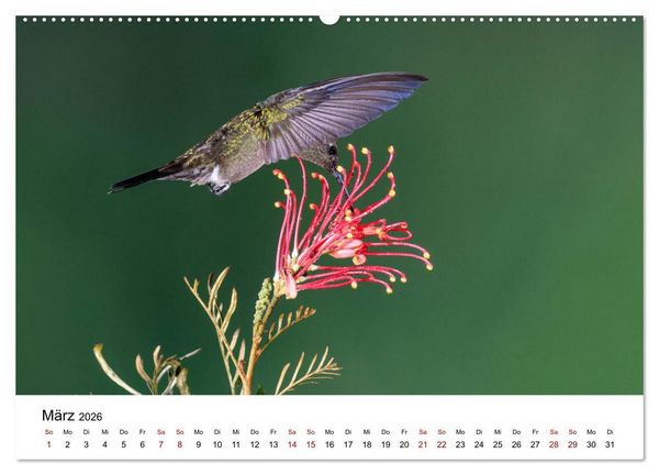 Produktbild: Kolibris - Flugk&uuml;nstler im Regenwald (Wandkalender 2026 DIN A2 quer), CALVENDO Monatskalender