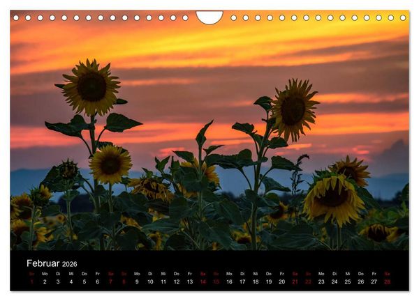 Produktbild: Blumen der Sonne (Wandkalender 2026 DIN A4 quer), CALVENDO Monatskalender