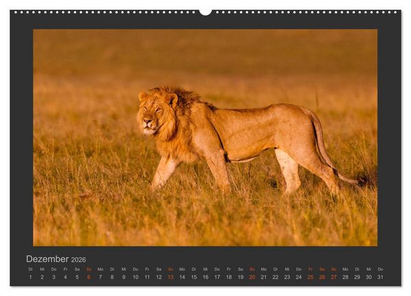 Produktbild: L&ouml;wen Wildlife-Fotografien (Wandkalender 2026 DIN A2 quer), CALVENDO Monatskalender