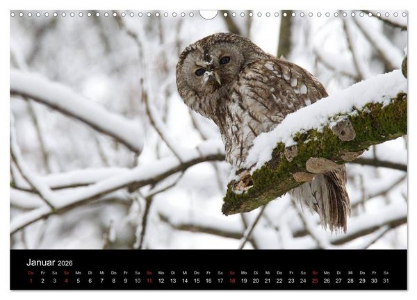 Produktbild: Waldk&auml;uze, fotografiert in M&uuml;nchen (Wandkalender 2026 DIN A3 quer), CALVENDO Monatskalender