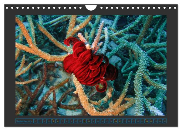 Produktbild: Unterwasserwelt - Das Leben am Korallenriff (Wandkalender 2026 DIN A4 quer), CALVENDO Monatskalender