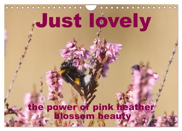 Produktbild: Just lovely - the power of pink heather blossom beauty (Wall Calendar 2026 DIN A4 landscape), CALVENDO 12 Month Wall Calendar