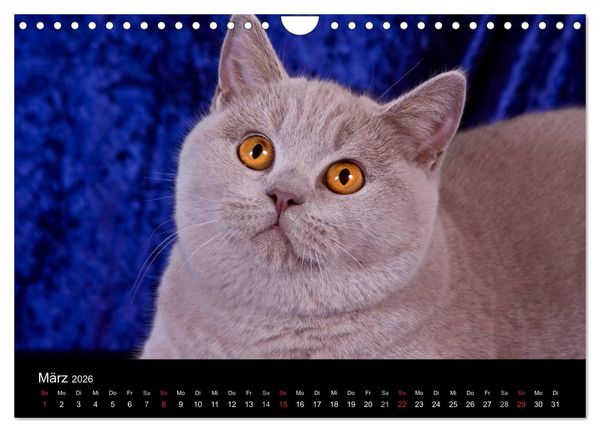 Produktbild: Britisch Kurzhaar Katzen (Wandkalender 2026 DIN A4 quer), CALVENDO Monatskalender