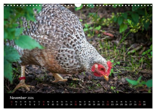 Produktbild: Gartenh&uuml;hner (Wandkalender 2026 DIN A3 quer), CALVENDO Monatskalender