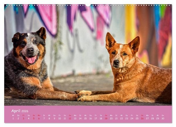 Produktbild: Hunde und Graffiti (Wandkalender 2026 DIN A2 quer), CALVENDO Monatskalender