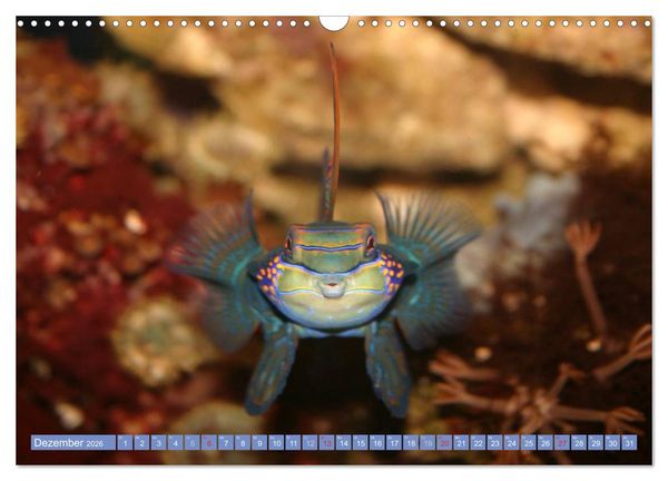Produktbild: Bunte Welt der Fische (Wandkalender 2026 DIN A3 quer), CALVENDO Monatskalender
