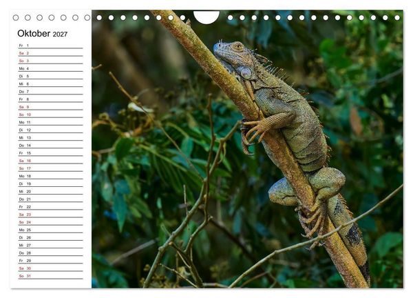 Produktbild: Costa Rica &ndash; Tierparadies im Regenwald (Wandkalender 2027 DIN A4 quer), CALVENDO Monatskalender