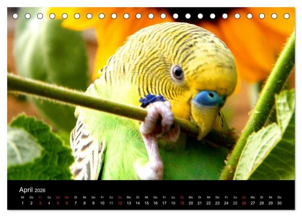 Produktbild: Wellensittiche - Naturkalender (Tischkalender 2026 DIN A5 quer), CALVENDO Monatskalender