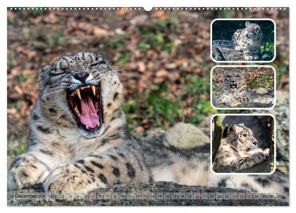 Produktbild: Raubkatzen - gro&szlig; & klein (hochwertiger Premium Wandkalender 2026 DIN A2 quer), Kunstdruck in Hochglanz