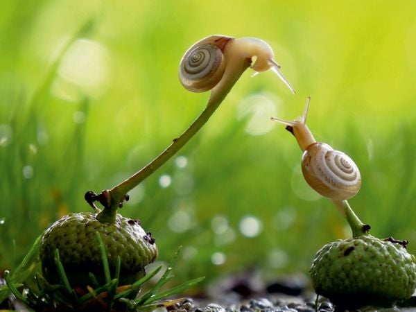 Produktbild: CALVENDO Puzzle Ein Motiv aus dem Kalender at Schneckentempo durch das Jahr | 1000 Teile Lege-Gr&ouml;&szlig;e 64x48cm Foto-Puzzle f&uuml;r gl&uuml;ckliche Stunden