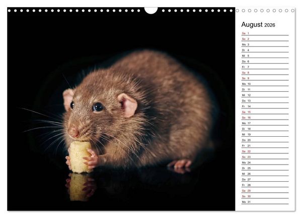 Produktbild: Ratten. Kleine Nager, gro&szlig;es Herz. (Wandkalender 2026 DIN A3 quer), CALVENDO Monatskalender