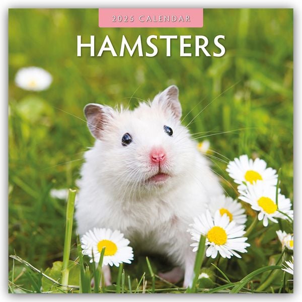 Hamsters – Hamster 2025 – 16-Monatskalender