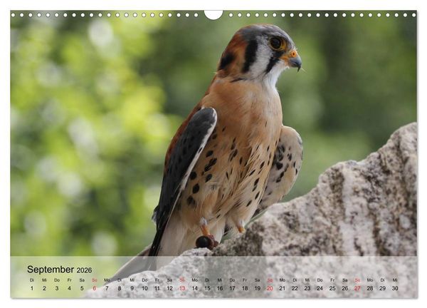 Produktbild: Falken und Greifv&ouml;gel. Edle J&auml;ger (Wandkalender 2026 DIN A3 quer), CALVENDO Monatskalender