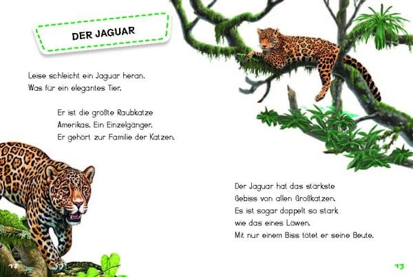 Produktbild: Bunter Regenwald