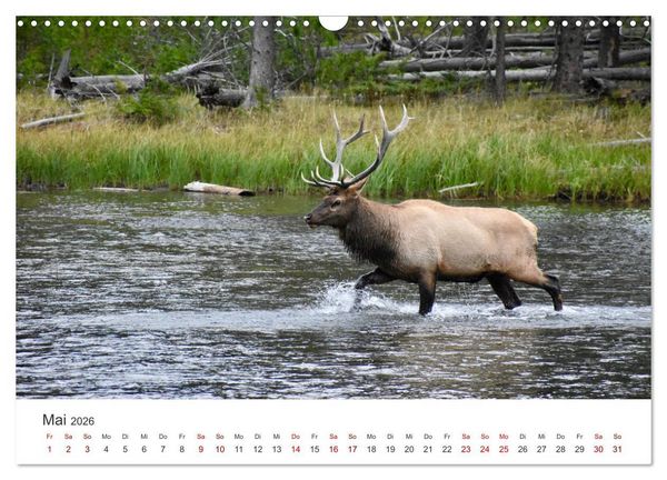 Produktbild: Rothirsche - Die imposanten K&ouml;nige der W&auml;lder. (Wandkalender 2026 DIN A3 quer), CALVENDO Monatskalender