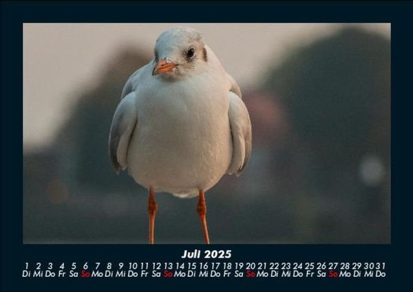 Produktbild: M&ouml;wen 2025 Fotokalender DIN A5