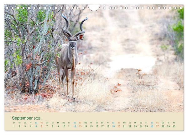 Produktbild: Antilopen, sch&ouml;n und schnell (Wandkalender 2026 DIN A4 quer), CALVENDO Monatskalender