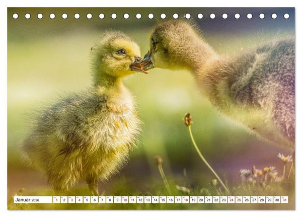 Produktbild: Flauschige Momente! Enten- und G&auml;nsek&uuml;ken im Jahreslauf (Tischkalender 2026 DIN A5 quer), CALVENDO Monatskalender