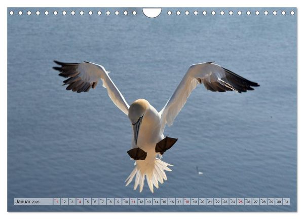 Produktbild: Sch&ouml;ne Insel Helgoland (Wandkalender 2026 DIN A4 quer), CALVENDO Monatskalender