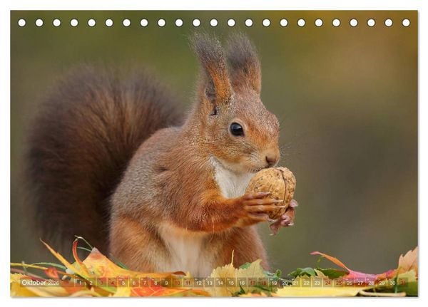 Produktbild: Eichh&ouml;rnchen in zauberhaften Posen (Tischkalender 2026 DIN A5 quer), CALVENDO Monatskalender