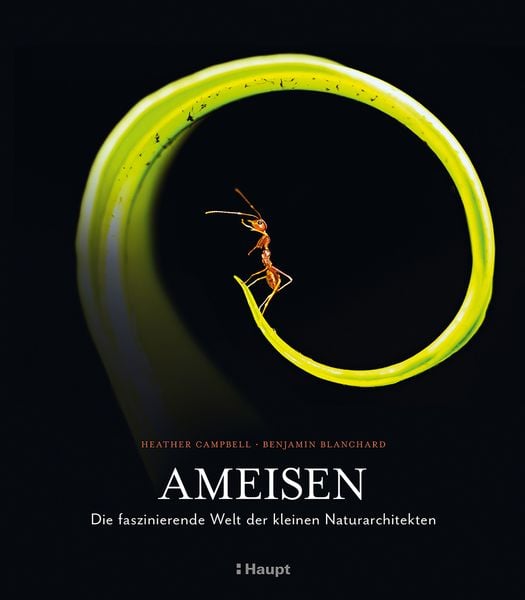 Produktbild: Ameisen