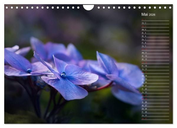 Produktbild: Die Hortensie und ihre vielen Gesichter (Wandkalender 2026 DIN A4 quer), CALVENDO Monatskalender