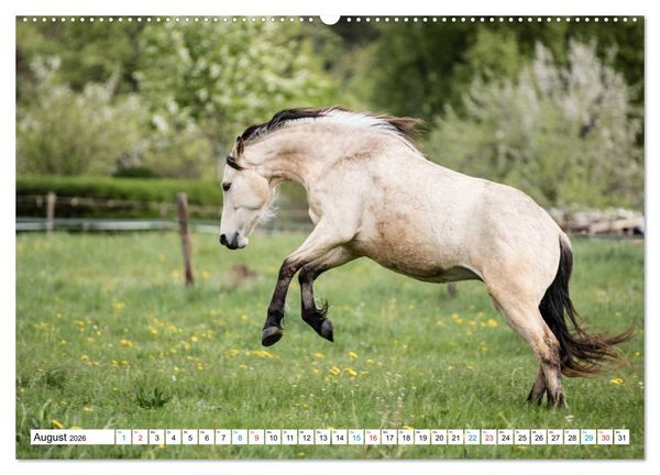 Produktbild: Durch das Jahr mit dem Connemara Pony Holly (hochwertiger Premium Wandkalender 2026 DIN A2 quer), Kunstdruck in Hochglanz