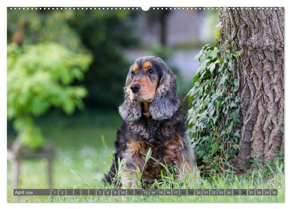 Produktbild: English Cocker Spaniels - Ein Spaziergang im Park (hochwertiger Premium Wandkalender 2026 DIN A2 quer), Kunstdruck in Hochglanz