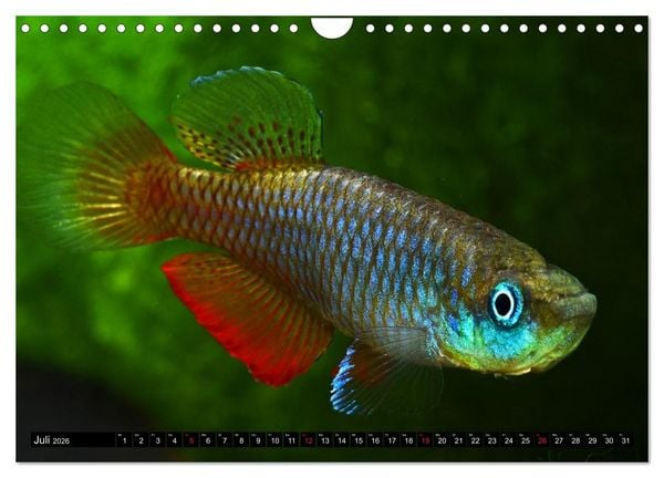 Produktbild: Killifische &ndash; Bunte Fische Afrikas (Wandkalender 2026 DIN A4 quer), CALVENDO Monatskalender