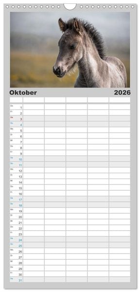 Produktbild: Familienplaner 2026 - Islandpferde Kalender - Pferde von der Insel aus Feuer und Eis mit 5 Spalten (Wandkalender, 21 x 45 cm) CALVENDO