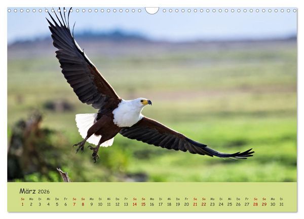 Produktbild: Gefiederte Sch&ouml;nheiten Ostafrikas (Wandkalender 2026 DIN A3 quer), CALVENDO Monatskalender