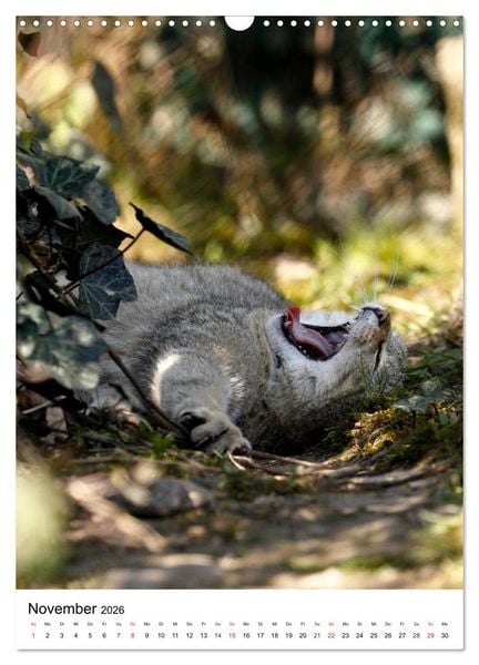 Produktbild: Kleine Tiger im Wald (Wandkalender 2026 DIN A3 hoch), CALVENDO Monatskalender