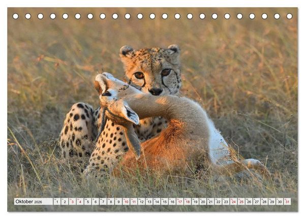 Produktbild: Faszinaton Afrika: Geparde (Tischkalender 2026 DIN A5 quer), CALVENDO Monatskalender